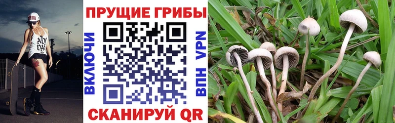 Псилоцибиновые грибы прущие грибы  хочу   Заинск 