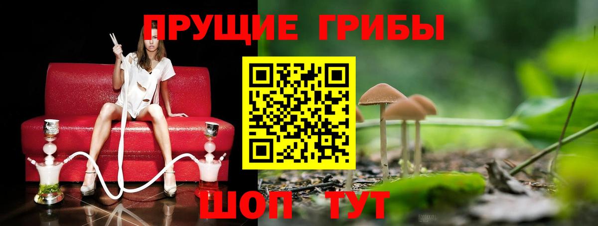 Заинск  Псилоцибиновые грибы GOLDEN TEACHER  Вход с VPN  Псилоцибиновые грибы Psilocybine cubensis 